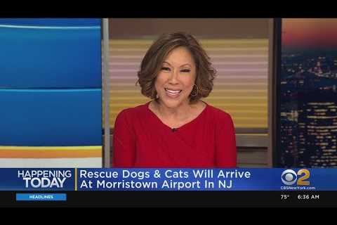 Rescue dogs arriving in New Jersey