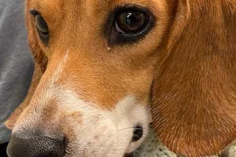 Beagles from a mass-breeding facility in Virginia now living in NW Ohio