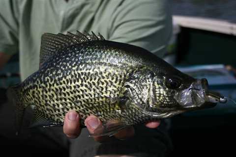 The Best Crappie Lures of 2022