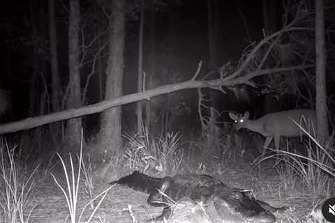 Photographer Captures Incredible Nighttime Videos of Alligators Hunting, Mating, and Fighting