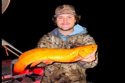 Minnesota Bowfisherman Arrows “Extremely Rare” Golden Bowfin