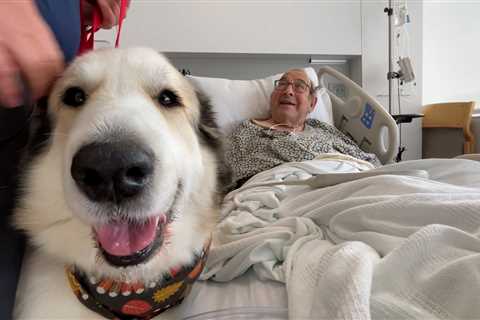 Therapy dogs needed at Cleveland Clinic