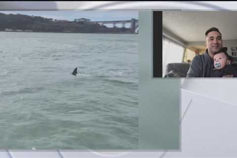 Fisherman spots nice white shark in San Francisco bay