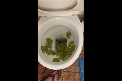 Woman finds dozens on thirsty frogs inside backhouse toilet in Australia home