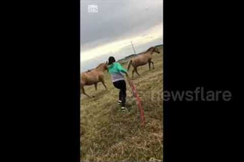 Horse hilariously jumps and farts in direction of Canadian woman