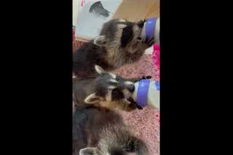 Adorable baby raccoons drink milk bottles in single-file line