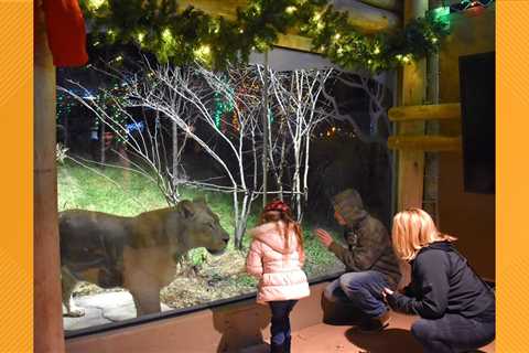 When will the Akron Zoo have holiday lights?