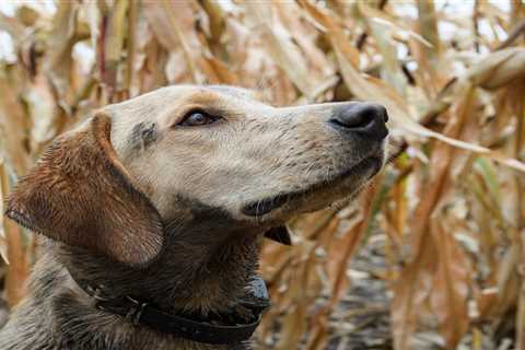 Why British Labs Just Might Take Over American Bird Hunting