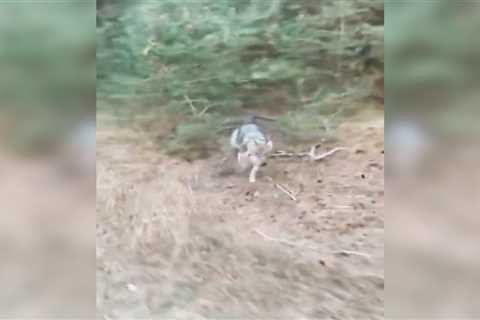 Watch: Wolf Chases Cyclist Through Dutch National Park