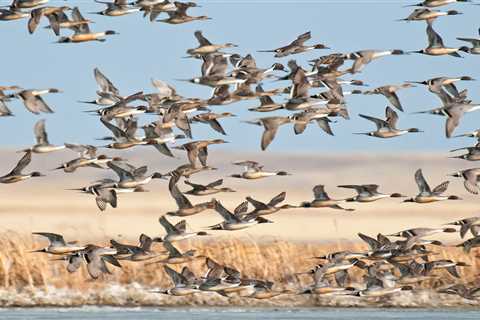 Dusty Brown Sacrificed It All for a Duck Season That Never Ends