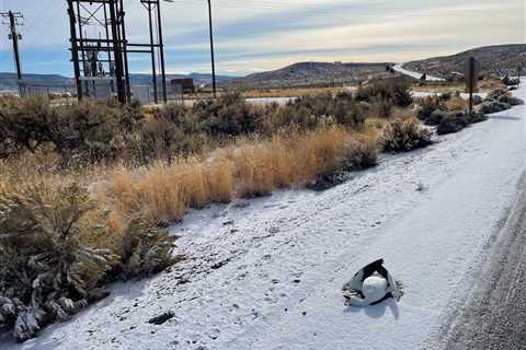 Waterfowl Fall from the Sky by the Hundreds as Lunar Eclipse Coincides with Snowstorm in Central..