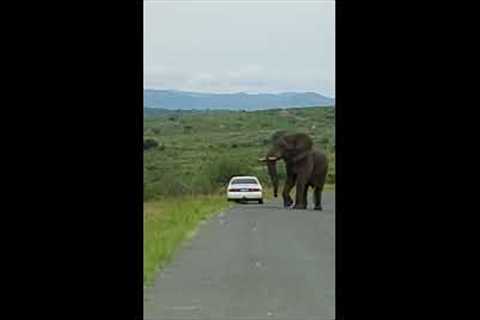 Car passenger runs away as massive elephant approaches