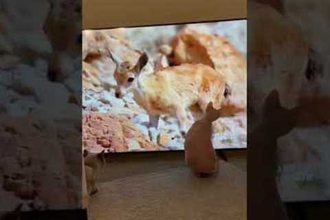 Hungry cat tries his luck at hunting deer on his TV screen