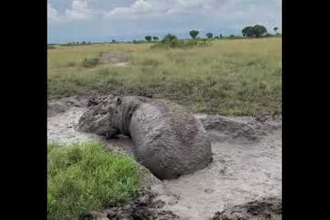 A herd of 25 bathing hippos look like a moving pool