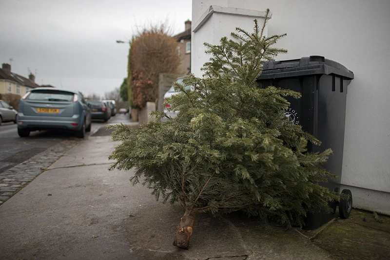 Florida man smacks wife with Christmas tree over making dinner