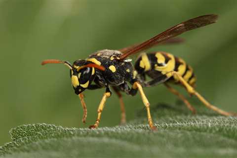 Male wasps use their genital spines to sting frogs (and people)