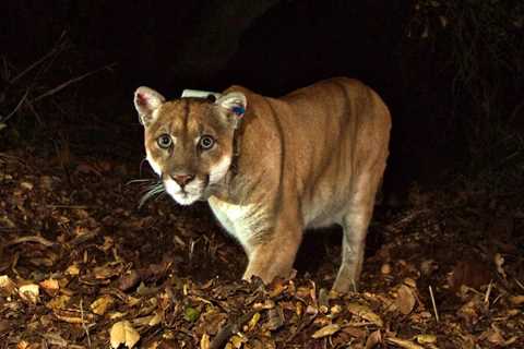 Californians Are Losing It After the Death of the ‘King’ Puma. That’s Not a Good Thing for Mountain ..