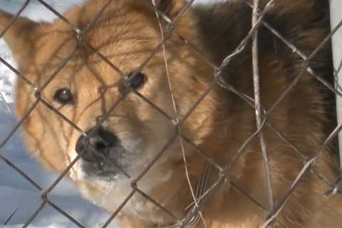 Toledo Humane Society asks you to bring all pets inside during the wicked winter weather