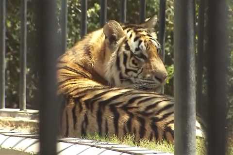 Final of the animals relocated at Los Angeles’ Wildlife Waystation