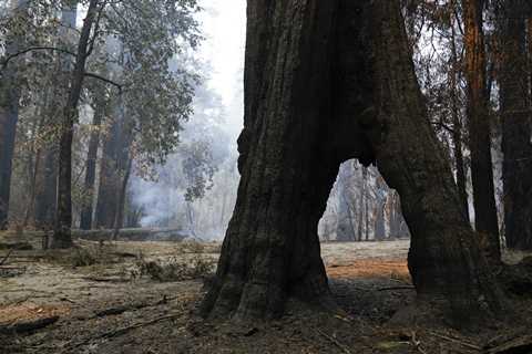 Redwood trees survive wildfires in California’s oldest state park