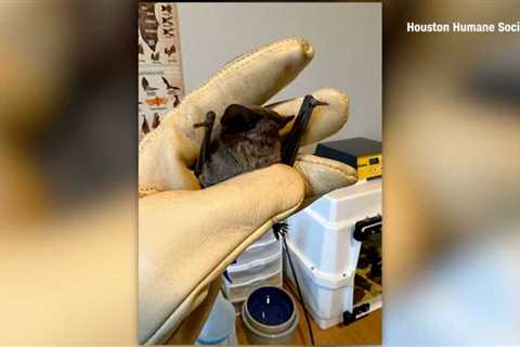 Wildlife director rescues 1,600 bats during Texas cold snap