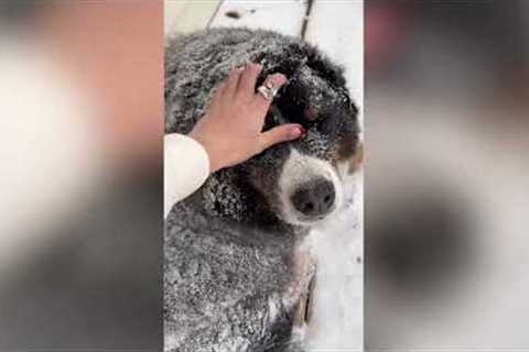 Cold loving dog insisted on staying outside in -40 degree temperatures