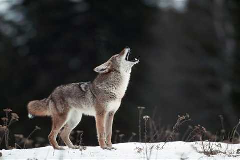 How to Call Coyotes: The Howls & Calling Strategies You Need to Know