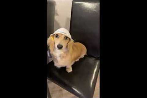 Dog wears construction hat during bathroom remodel