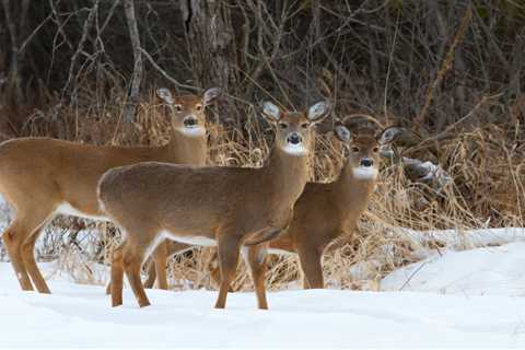 What Colors Can Deer See?