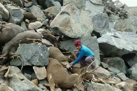 Looking Back on the Time When 122 Mule Deer Fell to Their Deaths in the Sierra Nevada