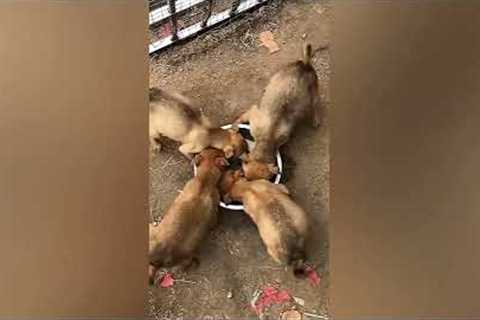 Puppies spin around food bowl while eating in perfect cohesion