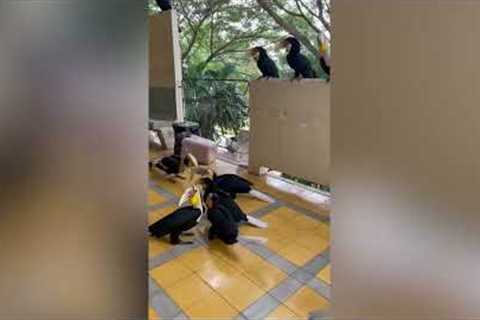 Dozens of toucans looking for food land on hospital balcony