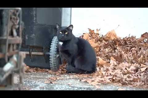 Father, son accused of animal cruelty after 26 cats found in LI home