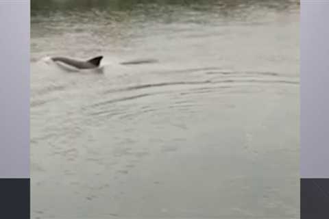 Dolphins in NYC? Why Were They Spotted Twice This Week – NBC New York