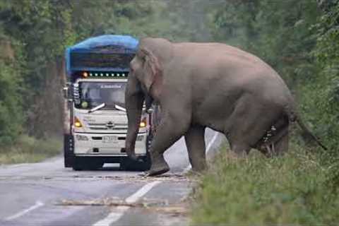 Greedy wild elephant stops passing trucks to steal sugarcane