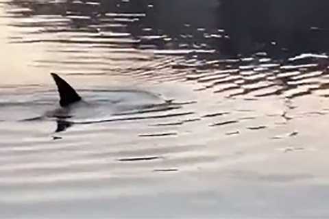 Dolphins in New York City river for first time in 5 years