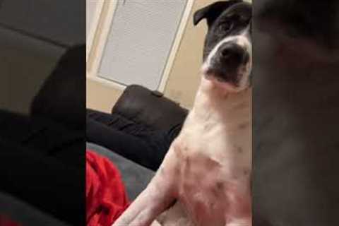 Dog hilariously moves from coughing owner