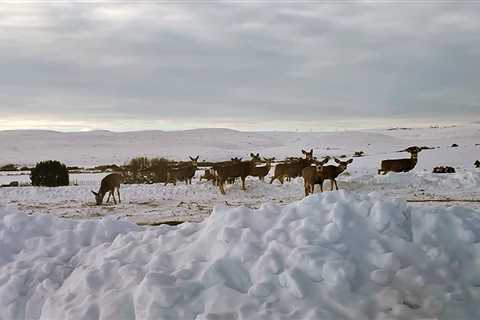 As Snow Piles Up in Northern Utah, Hungry Mule Deer Are Getting Extra Food from the State