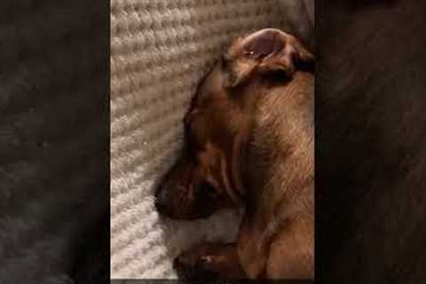 Funny dachshund falls asleep mid dig