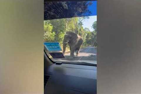 Elephant family holds up traffic on mountain road