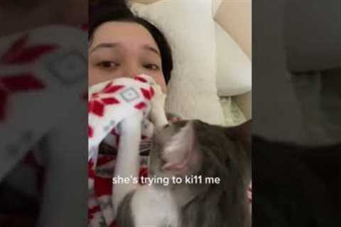 Pet cat casually tries to suffocate owner with her own blanket