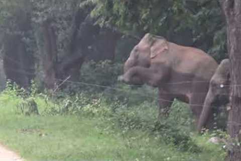 Clever elephants climb over electric fence in Sri Lanka