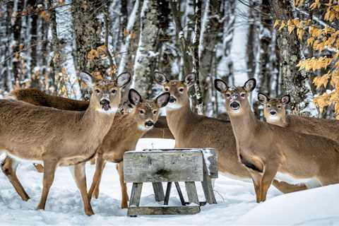 Michigan Man Charged with Poaching: “I am Addicted to Venison”