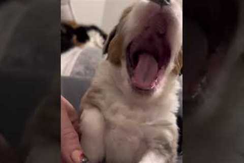 Dog owner teaches adorable puppy how to howl #shorts