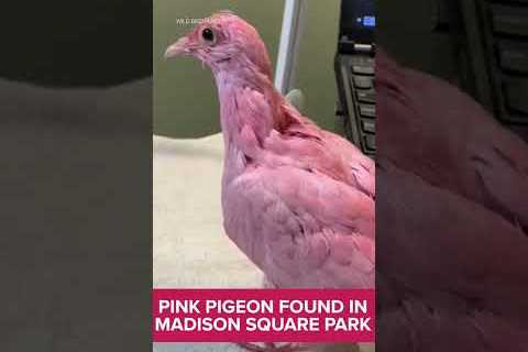 Local rescue group caring for Flamingo the pink pigeon, but they are raising some serious concerns