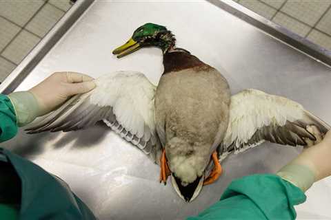 Deadliest Bird Flu Outbreak in U.S. History Is Killing Bears, Mountain Lions, and Marine Mammals