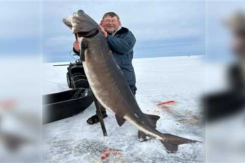 Wisconsin Ice Fisherman Spears One of the 10 Biggest Sturgeon Ever Taken From Lake Winnebago