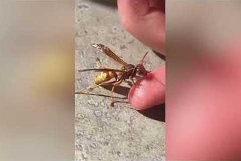 Thirsty wasp drinks droplets from man's finger in Colorado