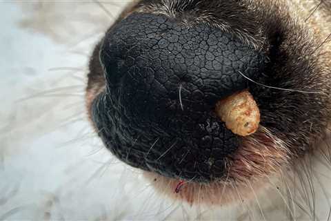 Those White Grubs in Your Deer’s Nose Are Just Botfly Larvae. Don’t Panic