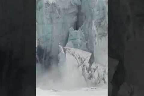 Polar Bears Witness A Sudden Glacier Collapse